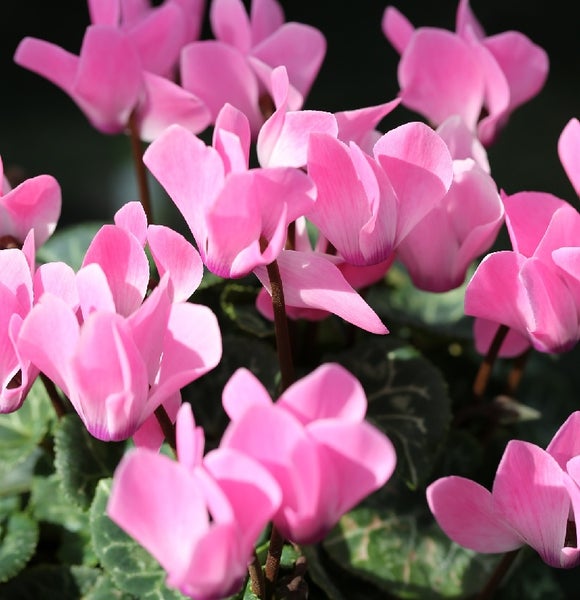 Nahaufnahme einer rosa Alpenveilchen Pflanze.