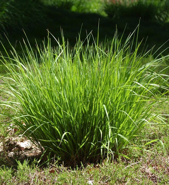 Grasbüschel im Garten