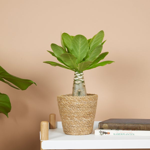 Bloomique – Brighamia Insignis – Hawaii-Palme – Zimmerpflanzen – Luftreinigend – Pflegeleicht – Topf 12 cm – 25–35 cm hoch