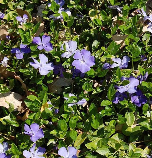 Immergrün mit grünen Blättern und violetten Blüten
