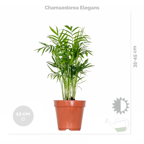 4x Stylischer Zimmerpflanzen-Mix - Chamaedorea-Dypsis-Musa-Strelitzia - Luftreinigend - ⌀12 cm - 20-45 cm