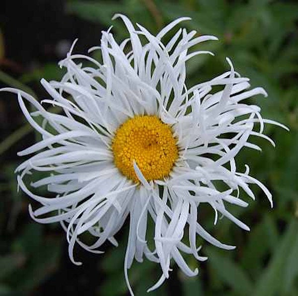 Nahaufnahme einer Strahlendahlie mit gelber Mitte und strahlenförmigen Blütenblättern