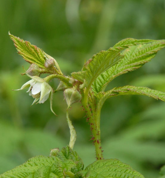 Himbeerpflanze mit Blättern, Stiel und Blüte