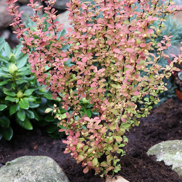 Berberitze im Gartenbeet mit Steinen