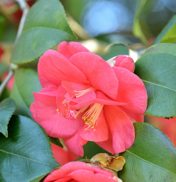 Nahaufnahme einer roten Kamelienblüte mit grünen Blättern