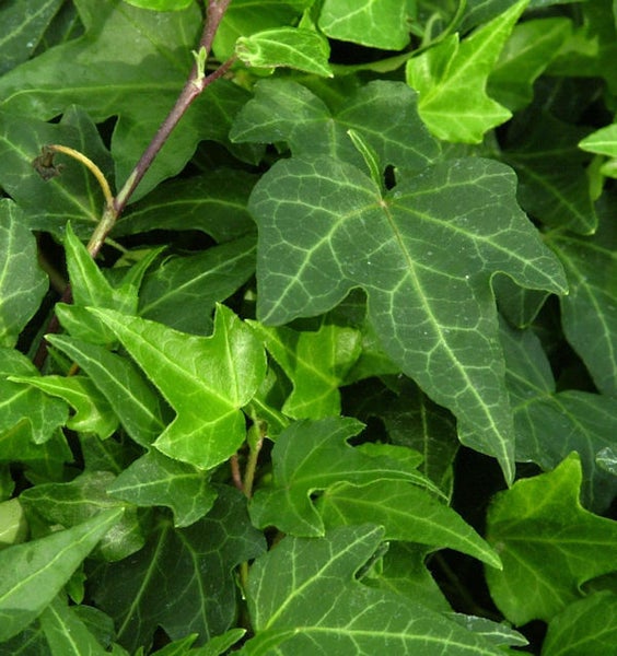 Nahaufnahme von Efeublättern