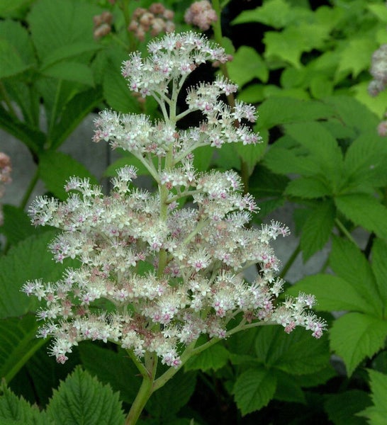 Blühende Rodgersia Pflanze mit kleinen weißen Blüten