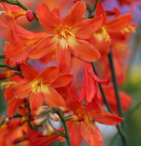 Nahaufnahme von Montbretienblüten