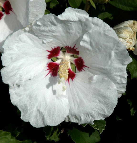 Blüte einer winterharten Hibiskus Pflanze mit weißem Blütenblatt und rotem Zentrum