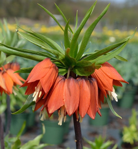 Kaiserkrone Blume mit oranger Blüte und grünen Blättern.
