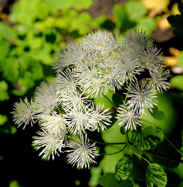 Blütenstand der Wiesenraute mit feinen, weißen Blütenfäden