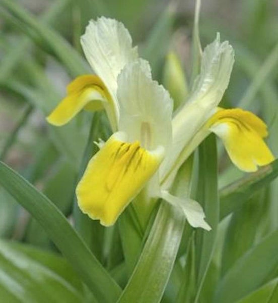 Gelbe Sumpf-Schwertlilie mit Blüten und Blättern