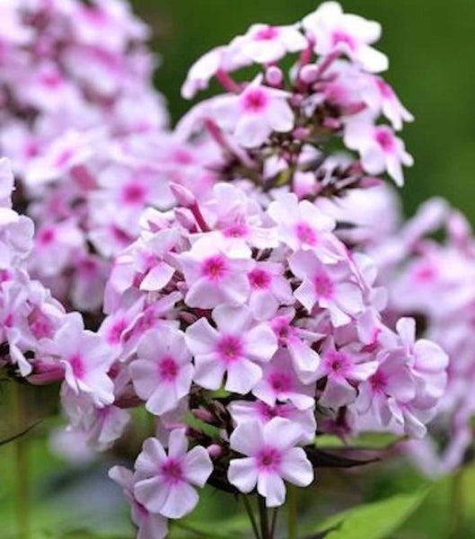 Nahaufnahme von Phloxblüten