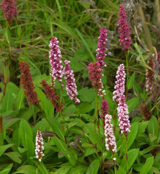 Aussaat von Wiesenknöterich mit rosa Blüten