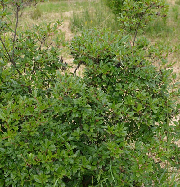 Strauch mit grünen Blättern für den Garten