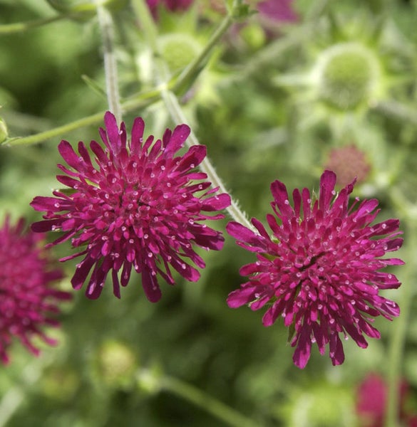 Nahaufnahme von purpurroten Skabiosenblüten im Garten.