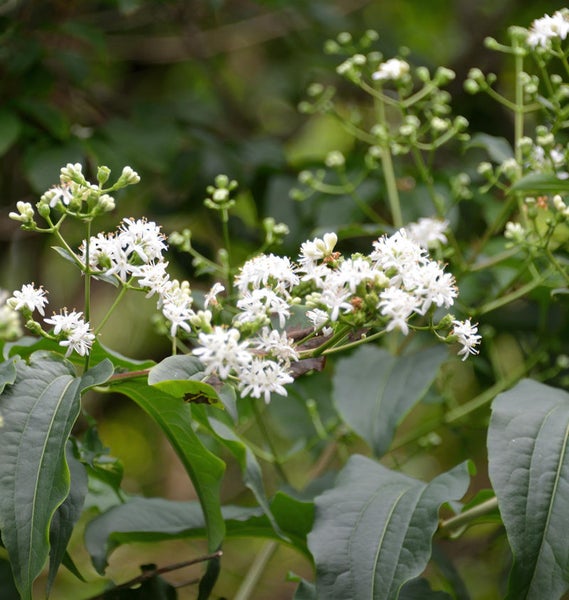 Blütenstand der Pflanze mit weißen Blüten und grünen Blättern