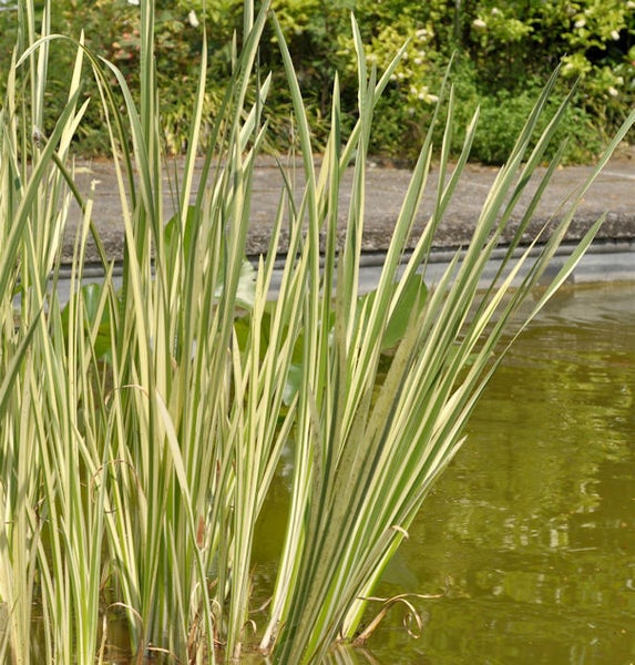 Rohrkolbenpflanze mit gestreiften Blättern im Gartenteich