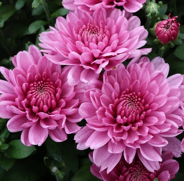 Nahaufnahme von blühenden Chrysanthemen im Garten