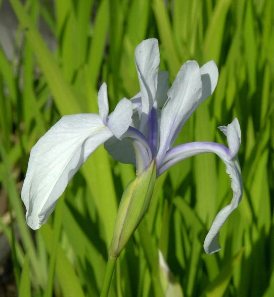 Nahaufnahme einer einzelnen Irisblüte