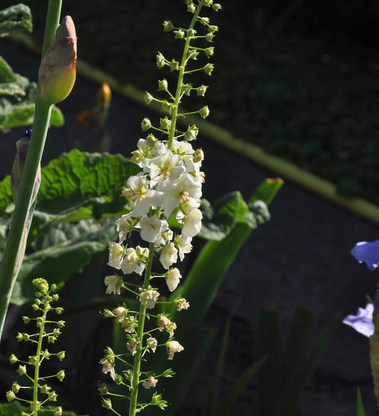 Blütenstand mit weißen Blüten