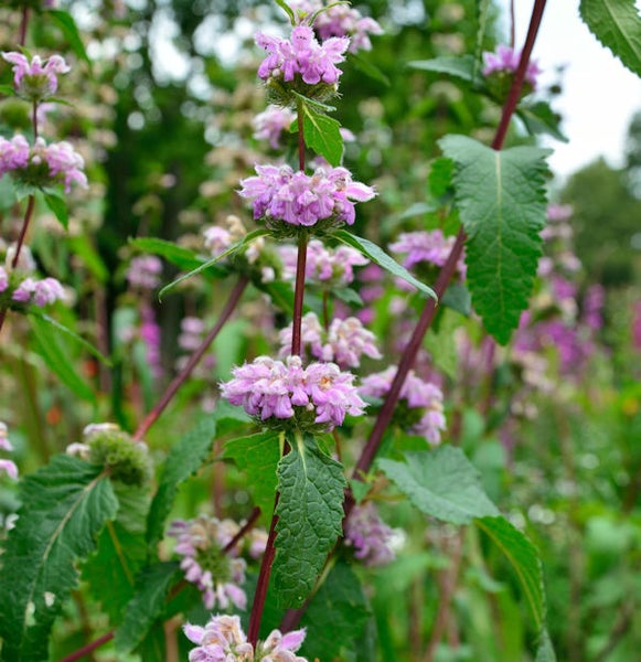 Blühende Quirlblume im Garten