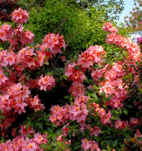 Strauch mit rosa Blüten und grünen Blättern im Garten