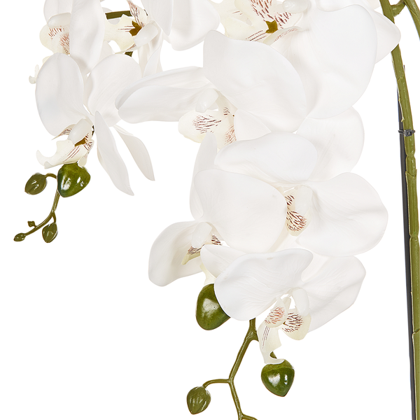 Nahaufnahme einer weißen Orchidee als Dekoration