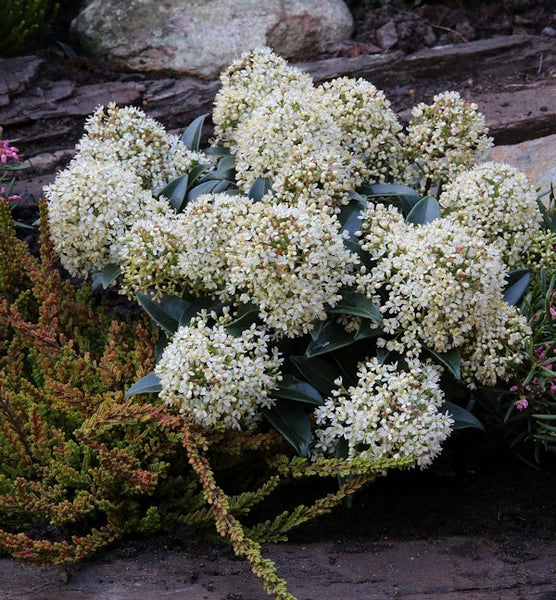 Immergrüne Ölweide mit weißen Blüten