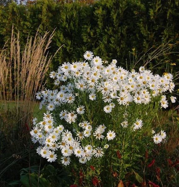 Aromatic Aster mit weißen Blüten im Garten