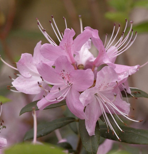 Nahaufnahme einer rosa Rhododendronblüte