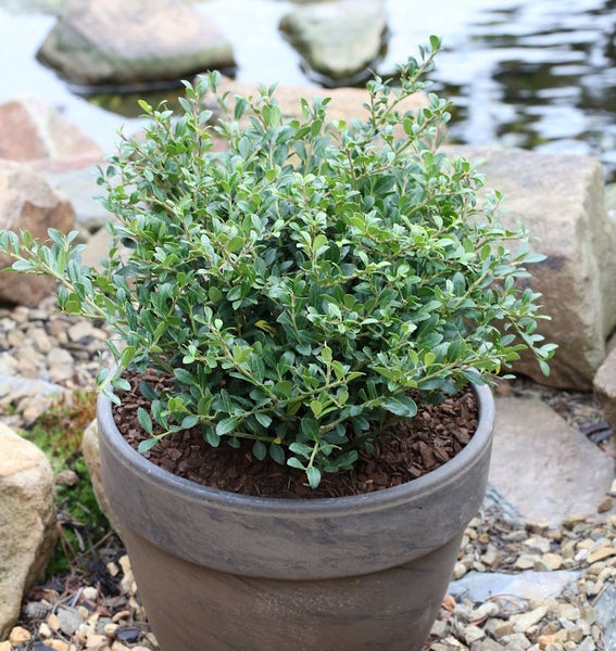 Buchsbaum im Topf für den Garten