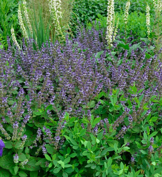 Blühende Salbeipflanzen im Gartenbeet
