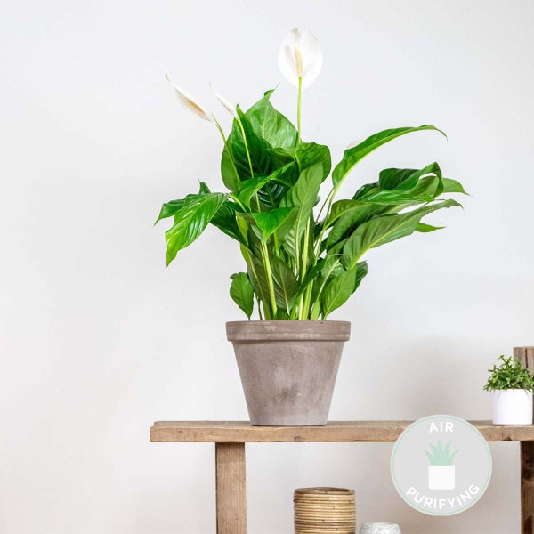 Spathiphyllum 'Bingo Cupido' - Friedenslilie - Zimmerpflanze - Deodorant – ⌀17 cm - ↕65-75 cm