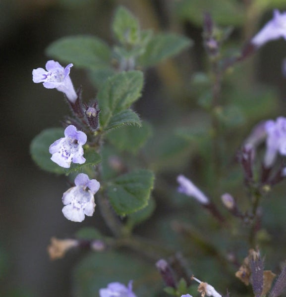 Nahaufnahme einer Scutellaria indica Pflanze mit kleinen, hellen Blüten und grünen Blättern.