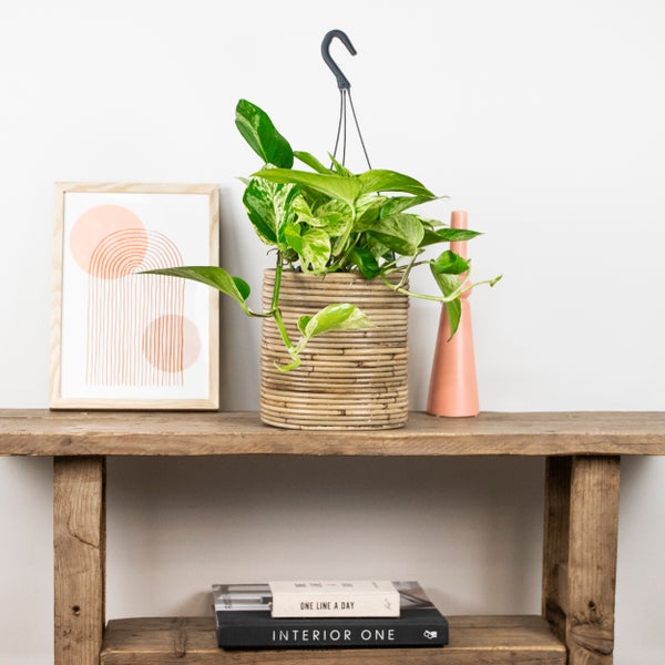 Scindapsus Marble Queen – Dragon Ivy – Hängepflanze – ⌀17 cm - ↕35-45 cm