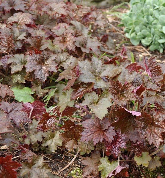 Gruppe von Purpurglöckchen Pflanzen im Gartenbeet.