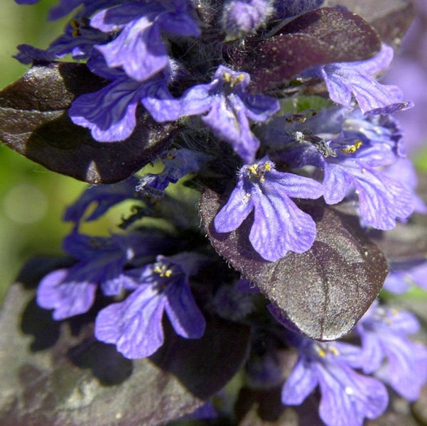 Kriechender Günsel mit violetten Blüten und dunklem Laub