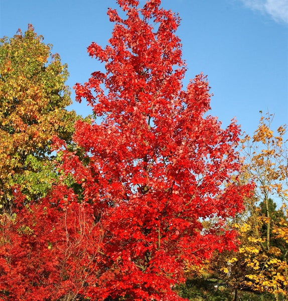 Baum mit rotem Laub vor blauem Himmel