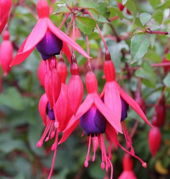 Nahaufnahme von hängenden Fuchsienblüten mit dunkelvioletten und pinkfarbenen Blütenblättern