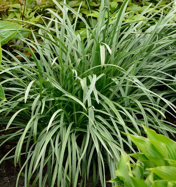 Büschel von Ziergras im Garten