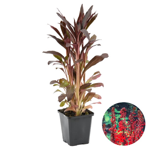Lobelia 'Queen Victoria' – Kardinalblume – Pflegeleicht – Zone 1/2 – ⌀9cm - ↕15-25 cm