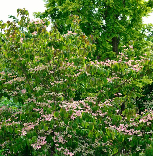 Blühender Blumenhartriegel im Garten