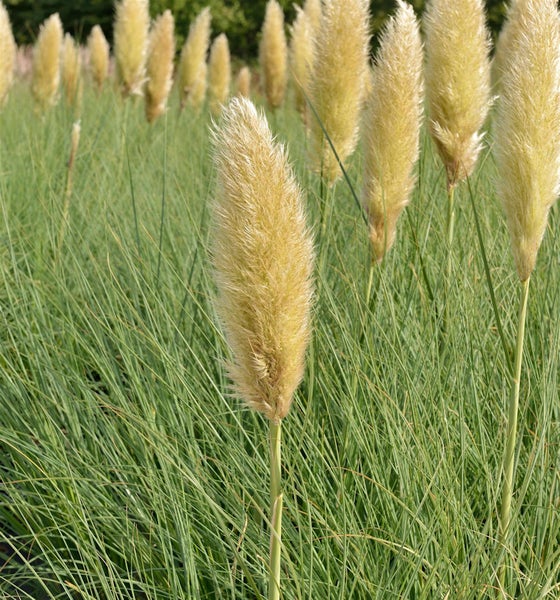 Nahaufnahme von Pampasgras im Feld