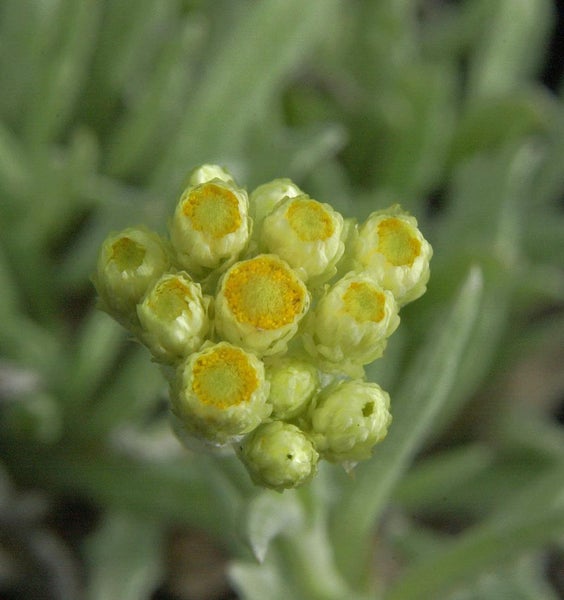 Blütenstand der Strohblume