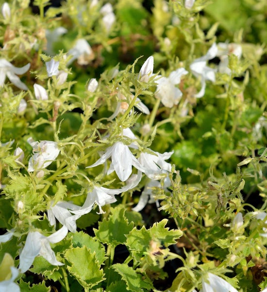 Nahaufnahme der Ackerglockenblume mit weißen Blüten