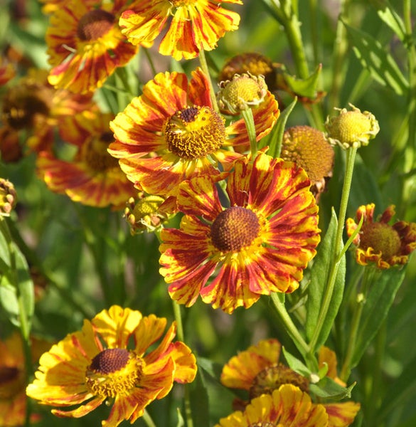 Sonnenbraut Blumen im Garten