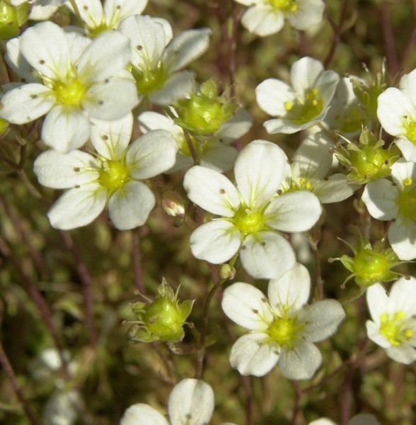Nahaufnahme von weiß blühendem Steinbrech