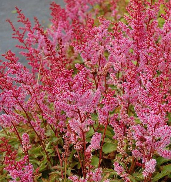 Astilbe mit rosa Blüten