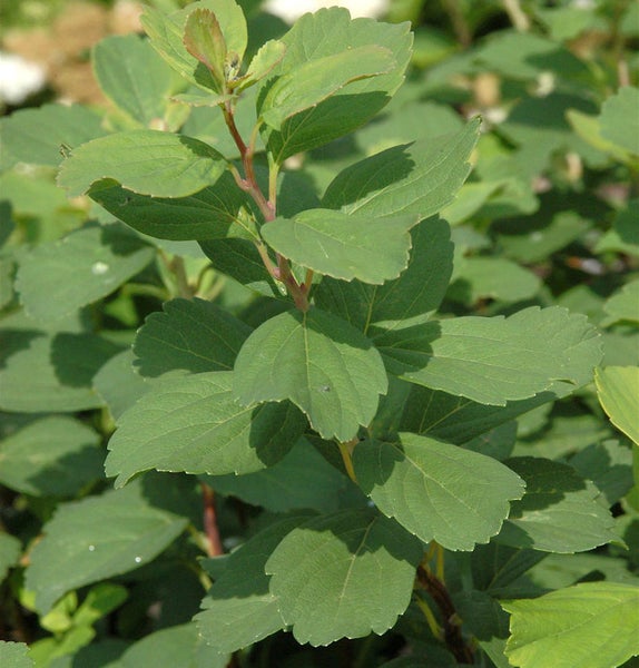 Spiraea mit grünen Blättern.